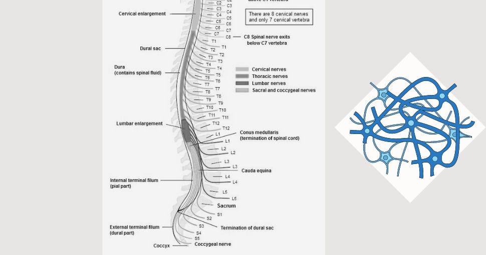 Sciatica Anatomy