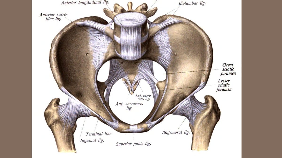 A Detailed Guide About Lesser Sciatic Notch