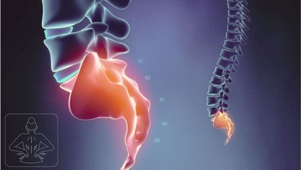 Anatomy of a Tailbone 