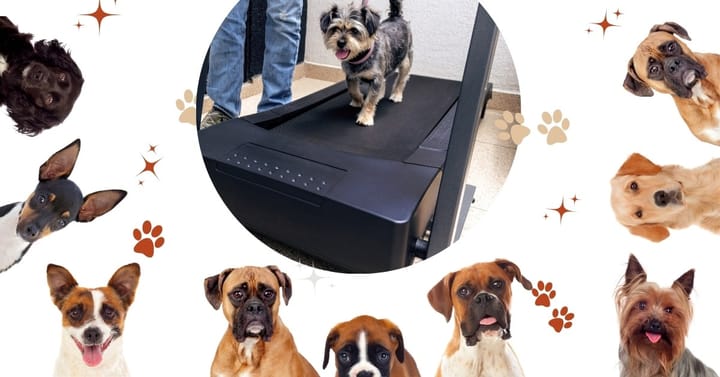 Dog Treadmill